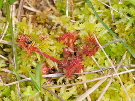 Drosera rotundifolia